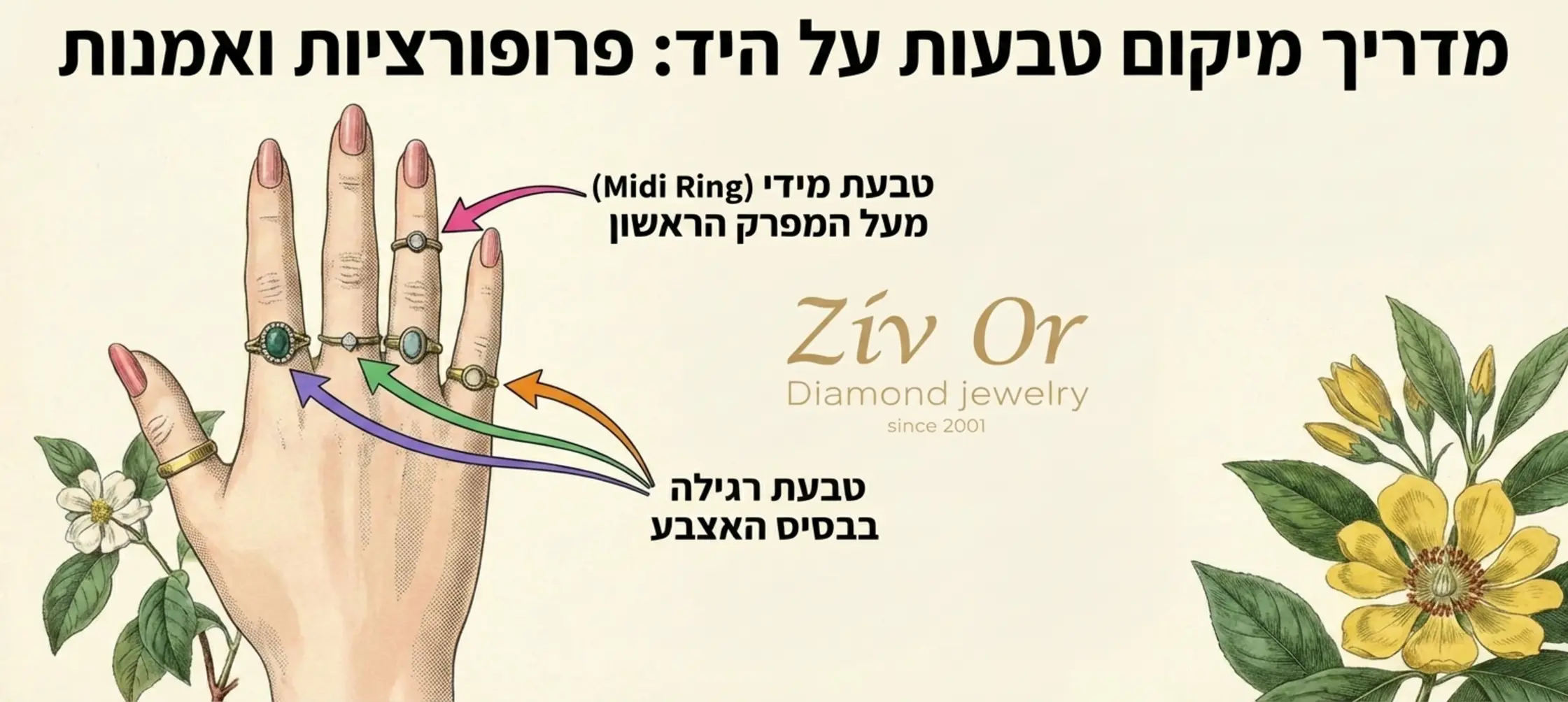 אינפוגרפיקה מאוירת של כף יד נשית המציגה את מיקומי הטבעות. חיצים מסבירים היכן למקם טבעות רגילות בבסיס האצבע והיכן למקם טבעות מידי מעל המפרק הראשון, תוך הדגשת הפרופורציות הנכונות בין הטבעות השונות.